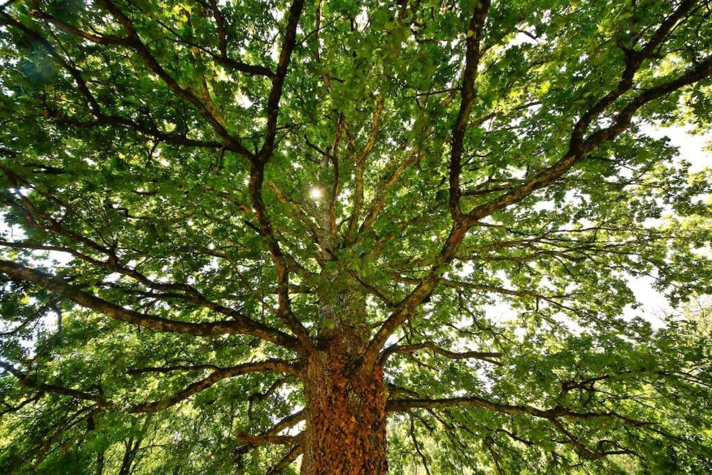 Domaine La Faix, Gite La Forestiere Saint-Plaisir Bagian luar foto